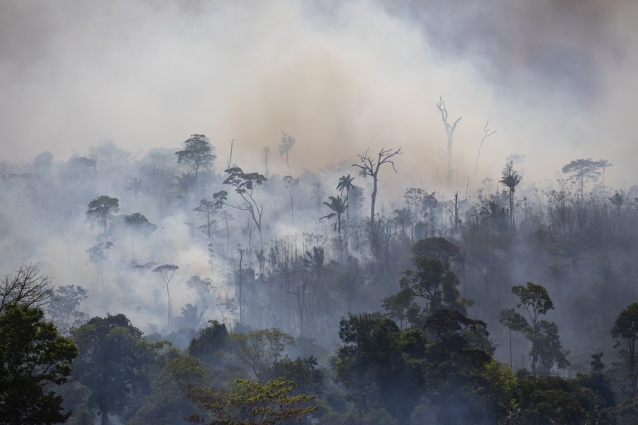 Amazon Forest Fires